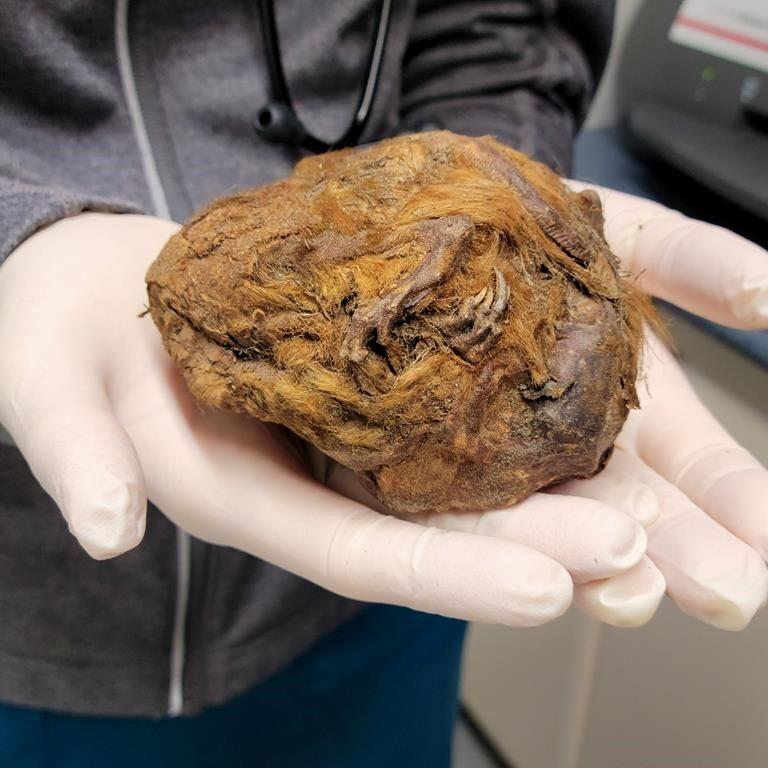 'Amazing story of survival': 30,000-year-old mummified ground squirrel found in Yukon